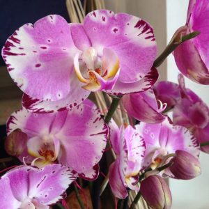 FLORISTERÍA CORTEFLOR